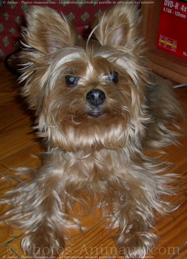 Photo de Yorkshire terrier