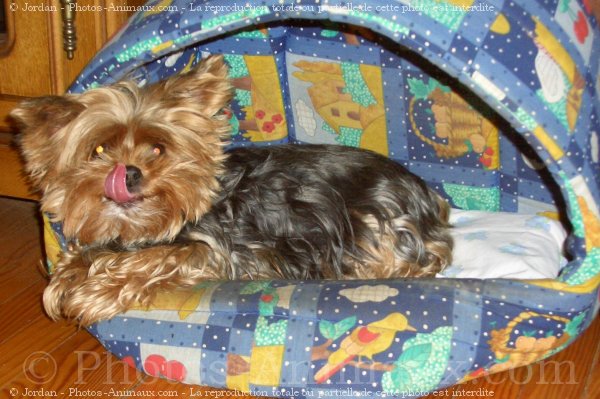 Photo de Yorkshire terrier