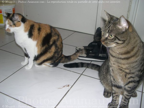 Photo de Chat domestique