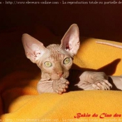 Photo de Sphynx