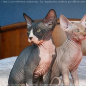 Photo de Sphynx