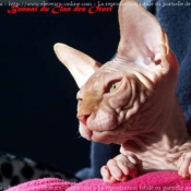 Photo de Sphynx