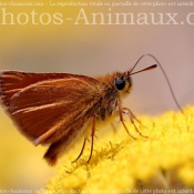 Photo de Papillon