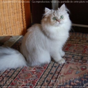 Photo de British longhair