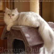 Photo de British longhair