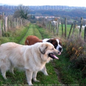 Photo de Races diffrentes