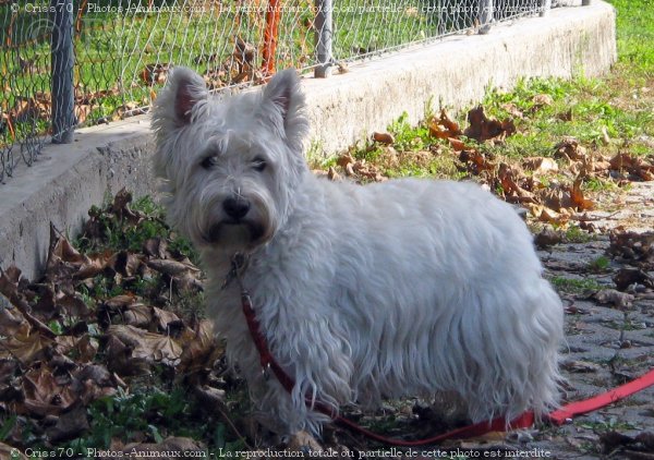 Photo de West highland white terrier