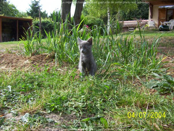 Photo de Chartreux