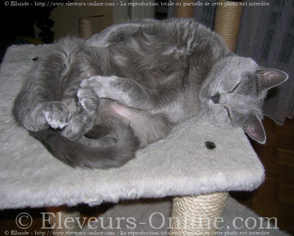 Photo de Chartreux