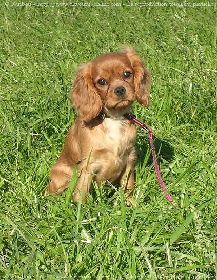 Photo de Cavalier king charles spaniel