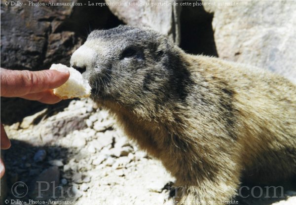 Photo de Marmotte