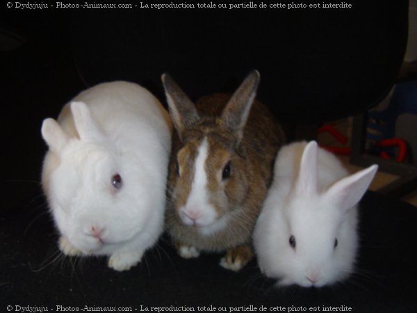 Photo de Lapin