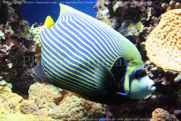 Photo de Poissons exotiques