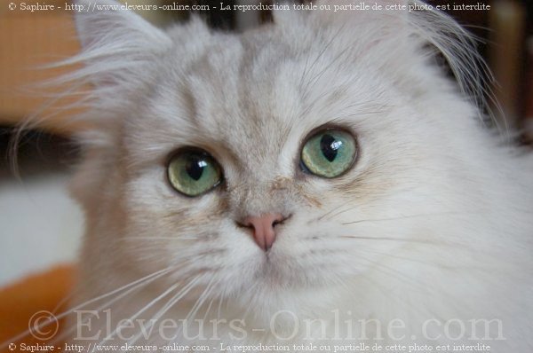 Photo de British longhair