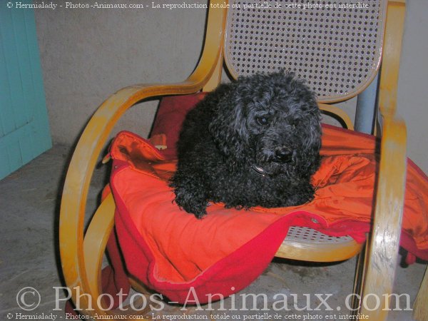 Photo de Caniche moyen