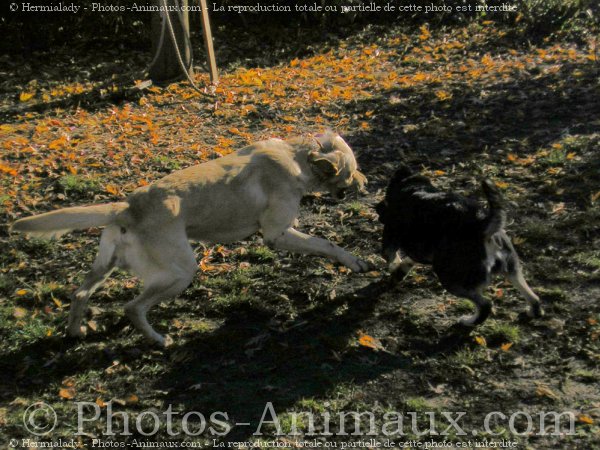 Photo de Races diffrentes