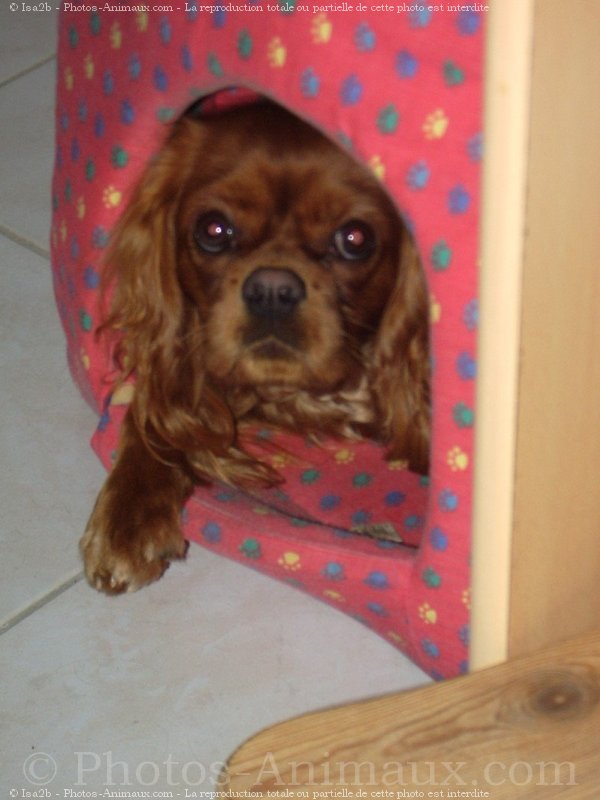 Photo de Cavalier king charles spaniel