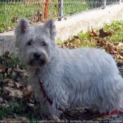 Photo de West highland white terrier