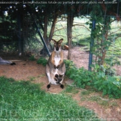 Photo de Wallaby