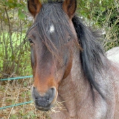 Photo de Poney franais de selle