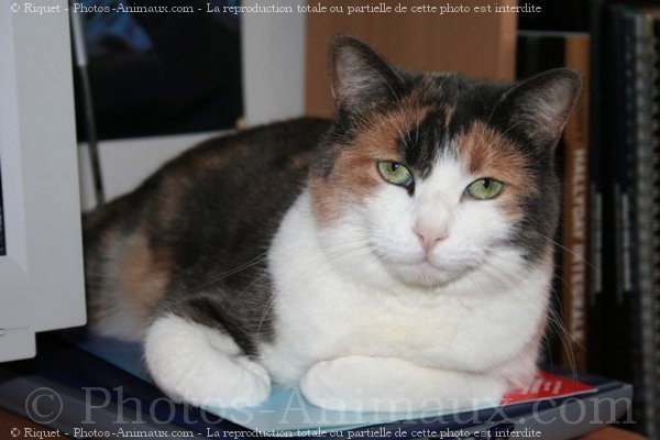 Photo de Chat domestique