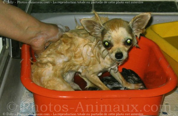 Photo de Chihuahua  poil long