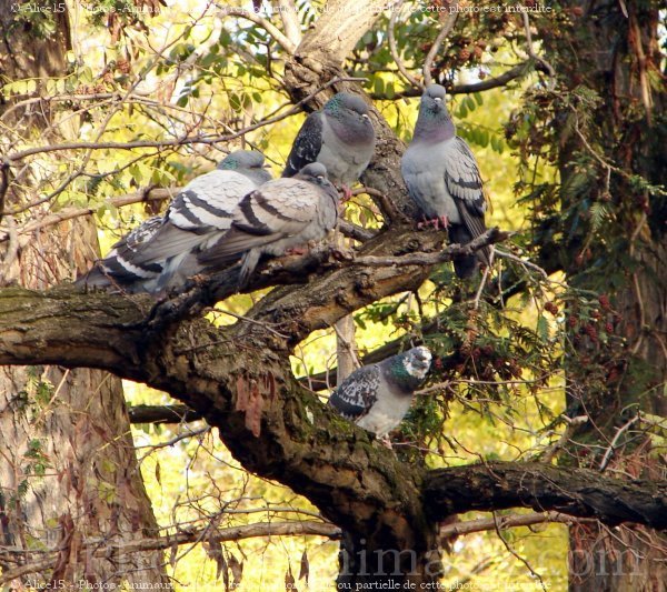 Photo de Pigeon