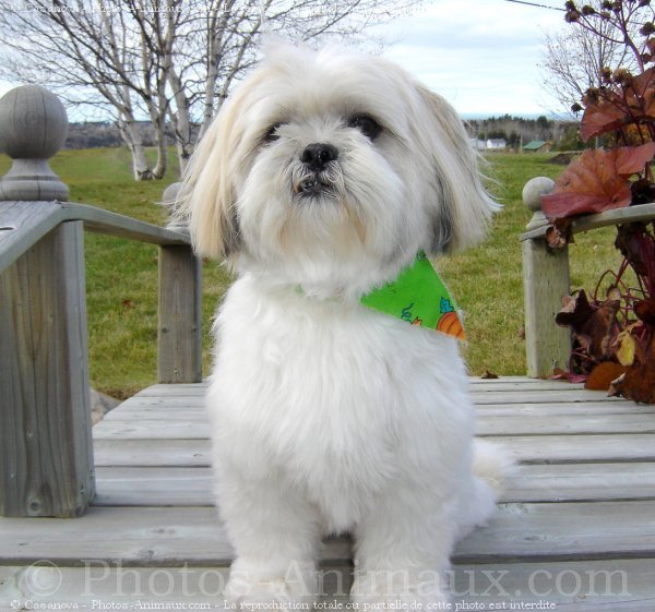 Photo de Shih tzu