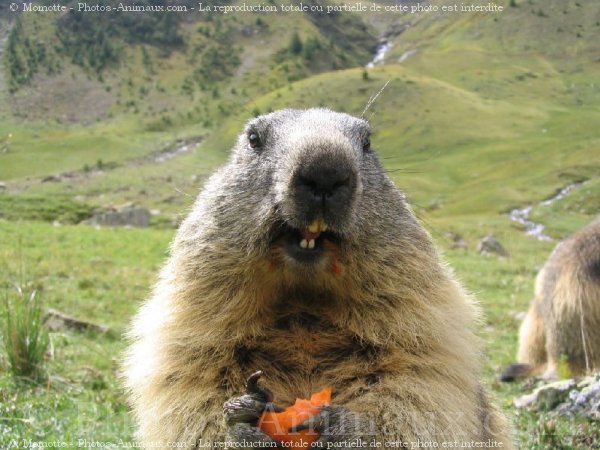 Photo de Marmotte