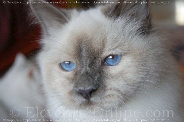 Photo de Sacr de birmanie