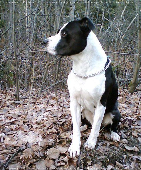 Photo d'American staffordshire terrier