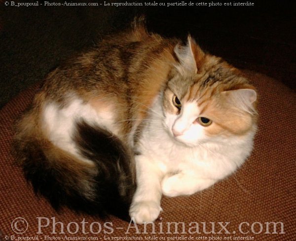 Photo d'Angora turc