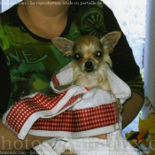 Photo de Chihuahua  poil long