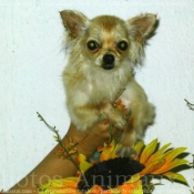 Photo de Chihuahua  poil long