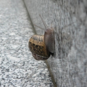 Photo d'Escargot