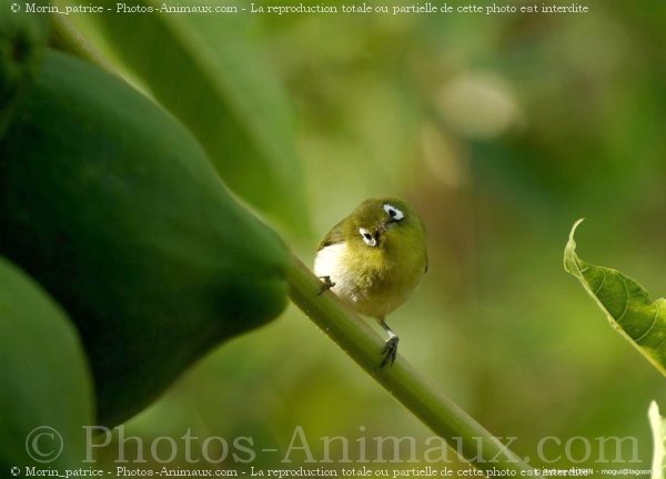 Photo de Races diffrentes