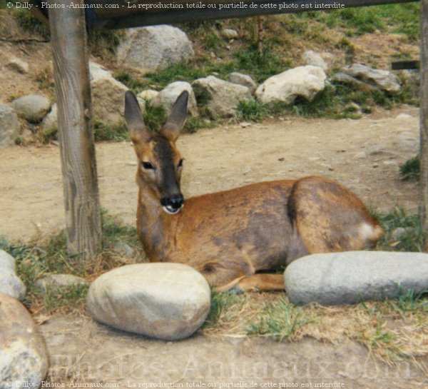 Photo de Biche