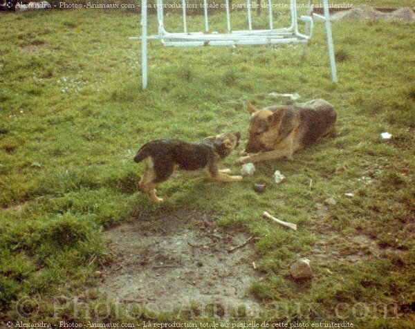 Photo de Berger allemand  poil court