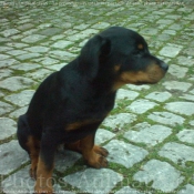 Photo de Rottweiler