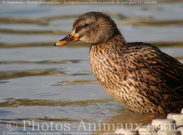 Photo de Canard