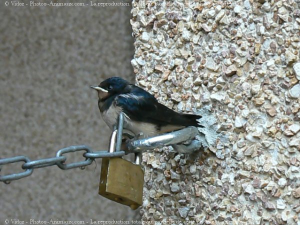 Photo de Hirondelle