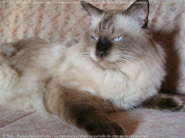 Photo de Sacr de birmanie