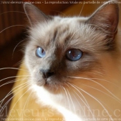 Photo de Sacr de birmanie