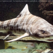 Photo de Requin