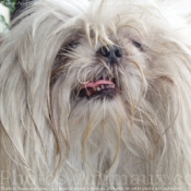 Photo de Shih tzu