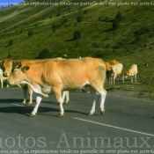 Photo de Vache