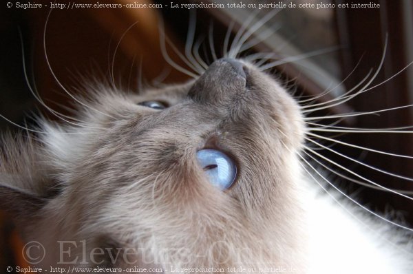 Photo de Sacr de birmanie