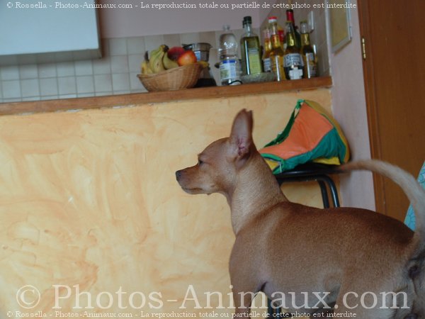 Photo de Pinscher nain