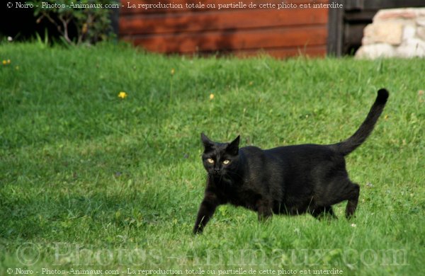 Photo de Chat domestique