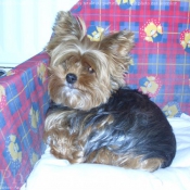 Photo de Yorkshire terrier